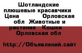 Шотландские  плюшевые красавчики › Цена ­ 1 500 - Орловская обл. Животные и растения » Кошки   . Орловская обл.